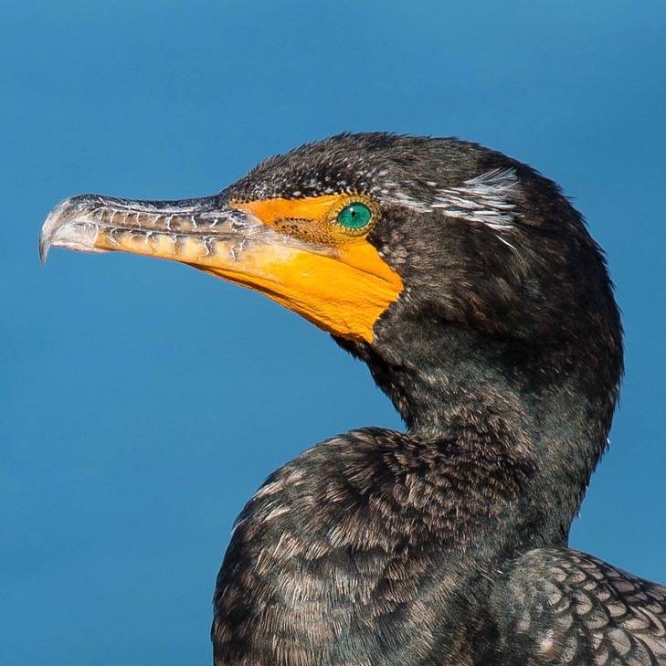 Double-crested Cormorant by Mick Thompson1 is licensed under CC BY-NC 2.0